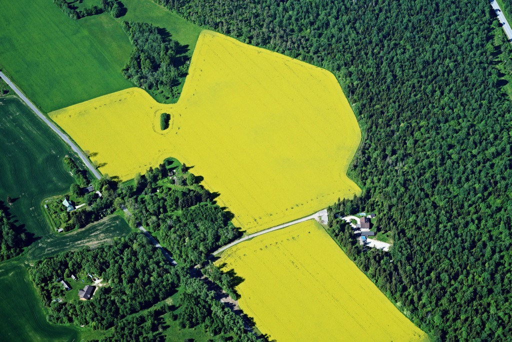 Põld.jpg